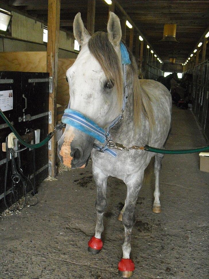 Arabisk fuldblod (OX) Dalicio OX billede 16