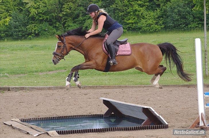 Hollandsk Sportspony  ANNIE | SOLGT :'( - Taget af Fru. Wheler :))
Seje! billede 18