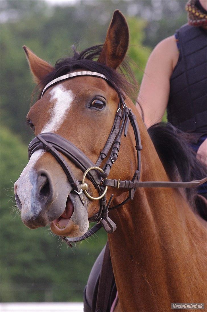 Hollandsk Sportspony  ANNIE | SOLGT :'( - Fordi annie er sjov <3 
Af Sarah Wheler :) billede 19