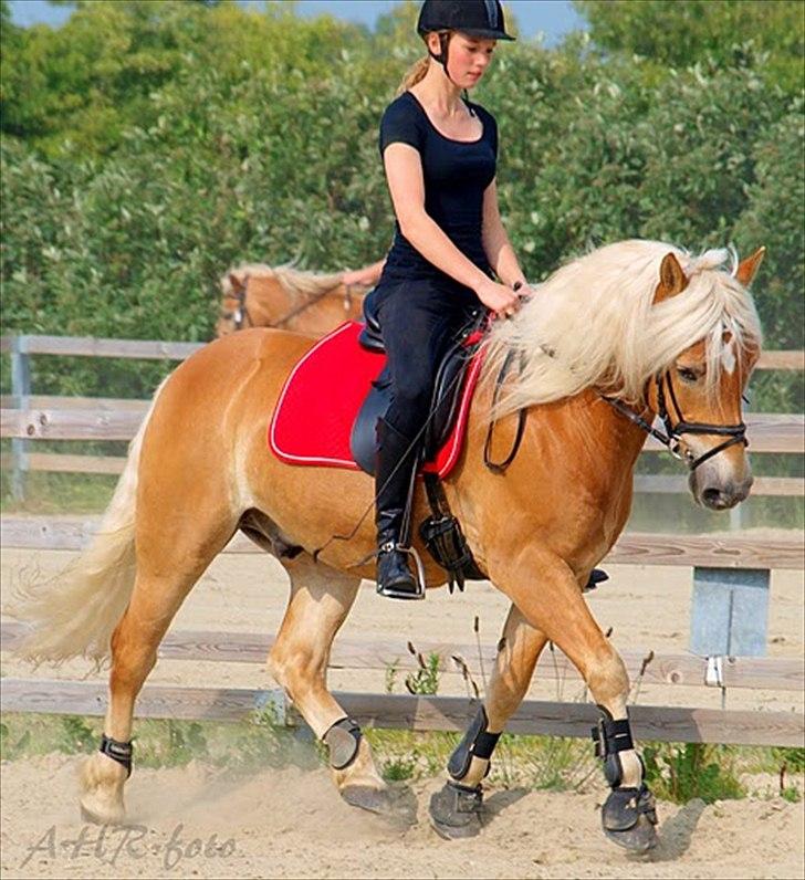 Haflinger Kløvs Wito - undervisning, d. 6/6 2011 billede 18