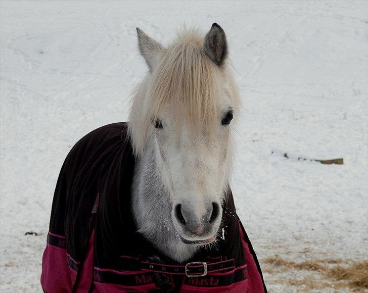 Welsh Pony (sec B) | SABINE *SOLGT* - Smukke Bine med vinterpels :) billede 16