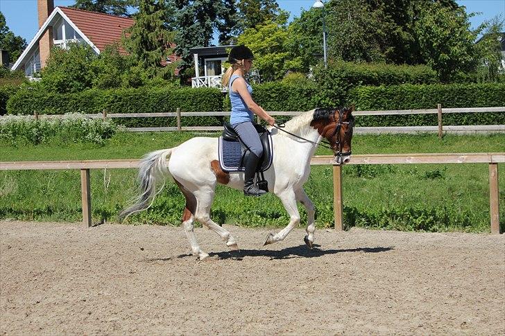 Pinto Moon Star - Dressur:D <3 Med dressursadle + den nye trense! LÆKKER billede 8