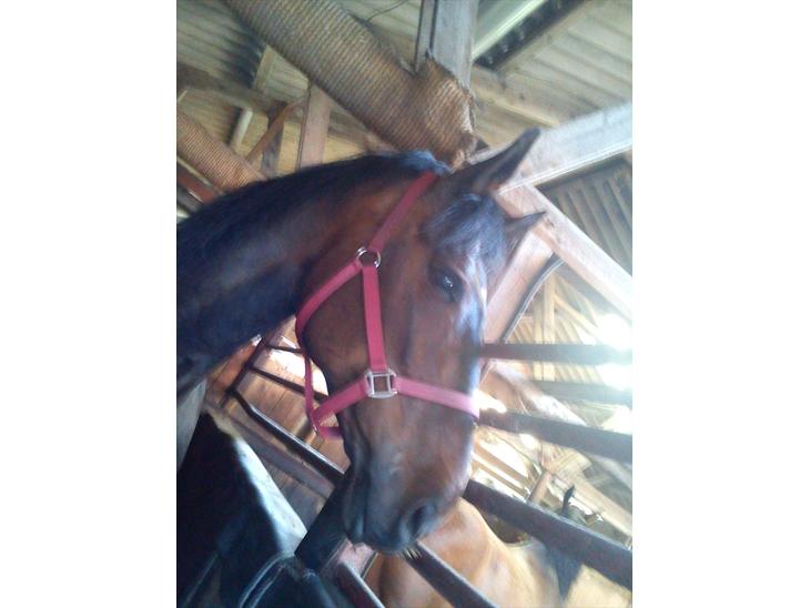 {{currentPhoto.altText}} billede {{currentPhoto.number}}