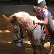 Anden særlig race Jolly Jumper