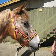 Anden særlig race Jolly Jumper