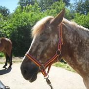 Anden særlig race Jolly Jumper