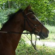 Anden særlig race Guttermand - R.I.P 9/6-11