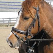 DSP Leonhards Faído