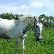 Anden særlig race Hidalgo