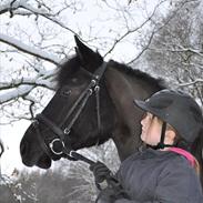 Anden særlig race Elvis
