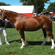 Welsh Cob (sec D) Lesto Seville