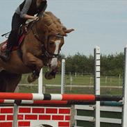 Anden særlig race Mosegaardens Taura Boy [Himmelhest]