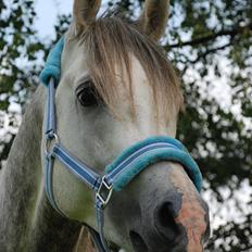 Arabisk fuldblod (OX) Dalicio OX