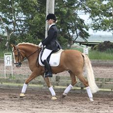 New Forest Holmens Facos <3 Solgt