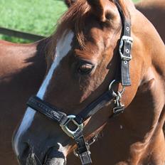 Welsh Pony (sec B) Saffira Stal Bruggewerd