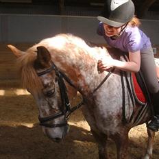 Anden særlig race Jolly Jumper