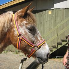 Anden særlig race Jolly Jumper