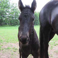 Frieser Kandis Toustrup