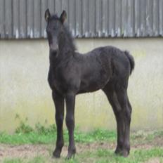 Frieser Kandis Toustrup