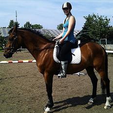Trakehner Fast