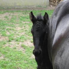 Frieser Kandis Toustrup