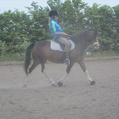 Welsh Mountain (sec A) Sunshine ~ Træner :-*.