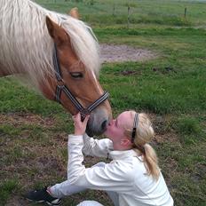 Haflinger Missy