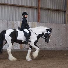 Irish Cob cronos regius (R.I.P)