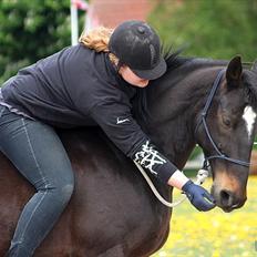 Dansk Varmblod Le-Meilleur [Lør]