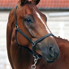 Hannoveraner Lorenzo