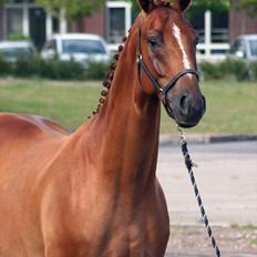 Hannoveraner Lorenzo