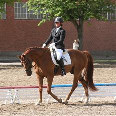 Hannoveraner Lorenzo