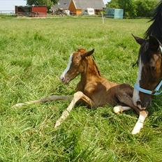 DSP Nh`s Miss Hermione (Mone Muss)