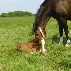 DSP Nh`s Miss Hermione (Mone Muss)