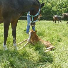 DSP Nh`s Miss Hermione (Mone Muss)