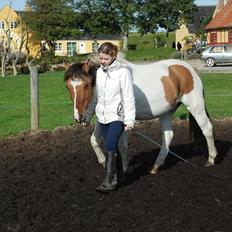 Anden særlig race Tristan