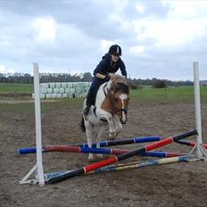 Anden særlig race Tristan