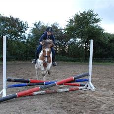 Anden særlig race Tristan