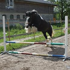 Irish Cob Ådalens Pocahontas