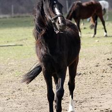 Anden særlig race Miss Papaya  