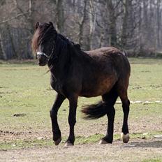 Anden særlig race Bob-Marley
