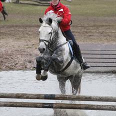 New Forest Ulvsig´s  Cavan