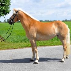 Tyroler Haflinger Golden Hour Stald Friis