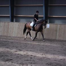 Dansk Varmblod Rst Come Again