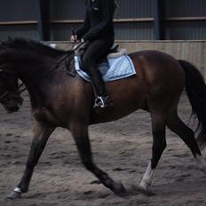 Dansk Varmblod Rst Come Again