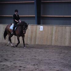 Dansk Varmblod Rst Come Again