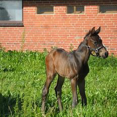 Dansk Varmblod Santana Mastermind solgt