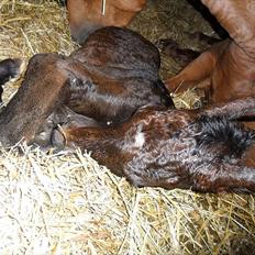 Dansk Varmblod Santana Mastermind solgt