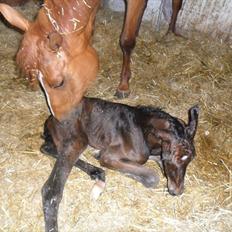 Dansk Varmblod Santana Mastermind solgt