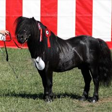 Shetlænder Søndergårds Mac